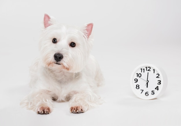 Cute small dog with a clock