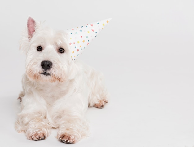 Free photo cute small dog with a hat