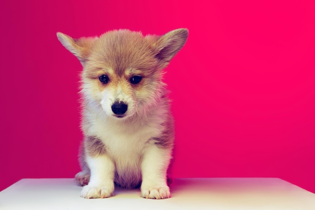 Free photo cute small puppy of corgi dog calmly posing isolated over pink studio background in neon light