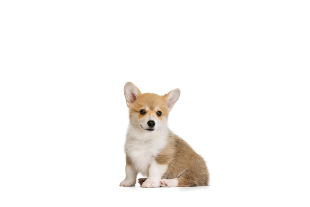 Cute small puppy of Corgi dog calmly posing isolated over white studio background Looks happy