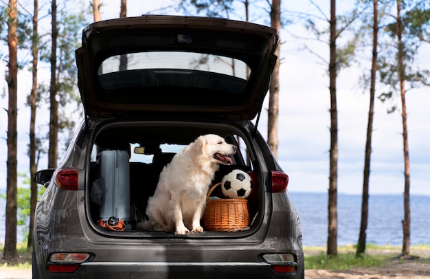 Free Photo cute smiley dog in car trunk