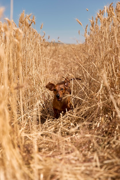 Free Photo cute smiley dog in nature