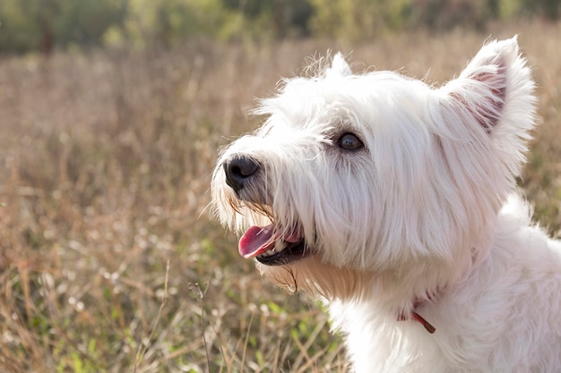 Free Photo cute smiley dog outdoors