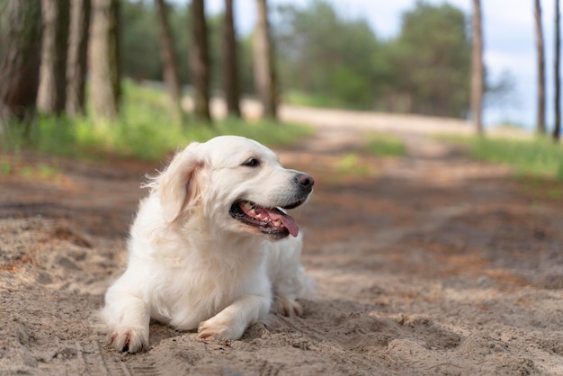 Cute smiley dog outdoors