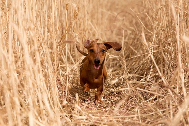 Free photo cute smiley dog outside