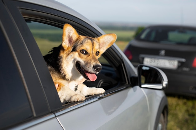 Free Photo cute smiley dog with head out the window