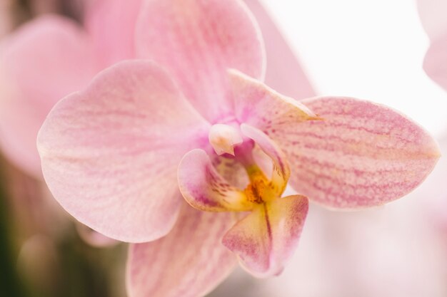 Cute soft pink flower