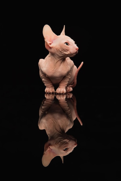 Free photo cute sphynx cat kitty posing isolated over black studio background