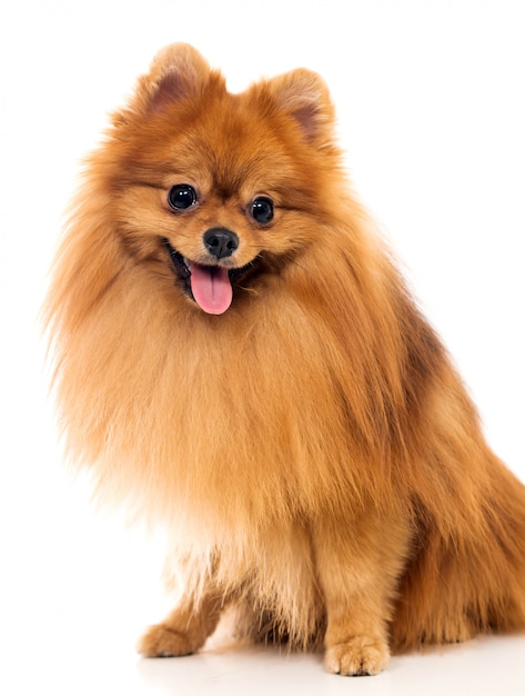 Free photo cute spitz dog