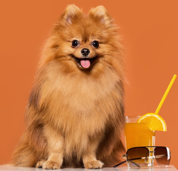 Free photo cute spitz with juice