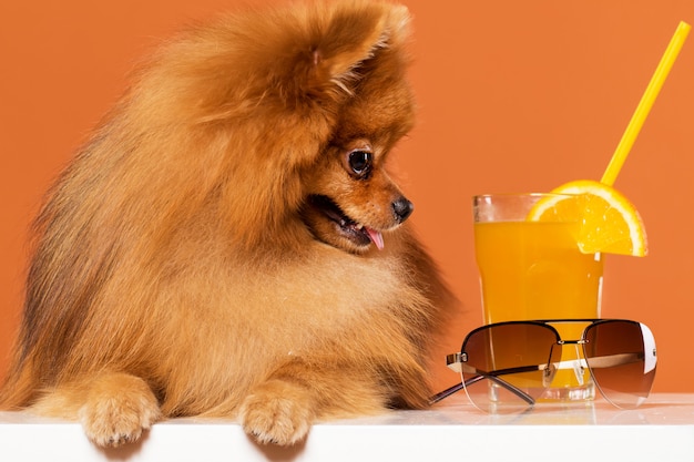 Cute spitz with juice