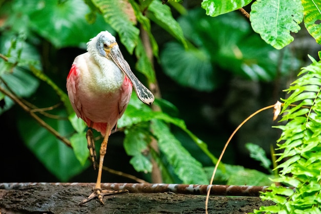 Cute spoonbill bird perched on a tree branch with a blurred