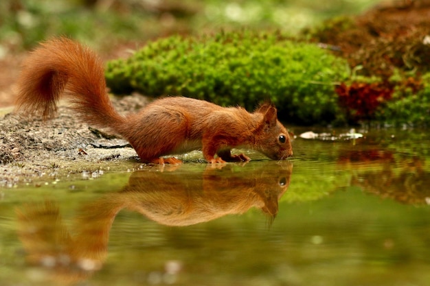 Free Photo cute squirrel drinking water from a lake in a forest