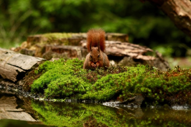 Cute squirrel looking for food in a forest