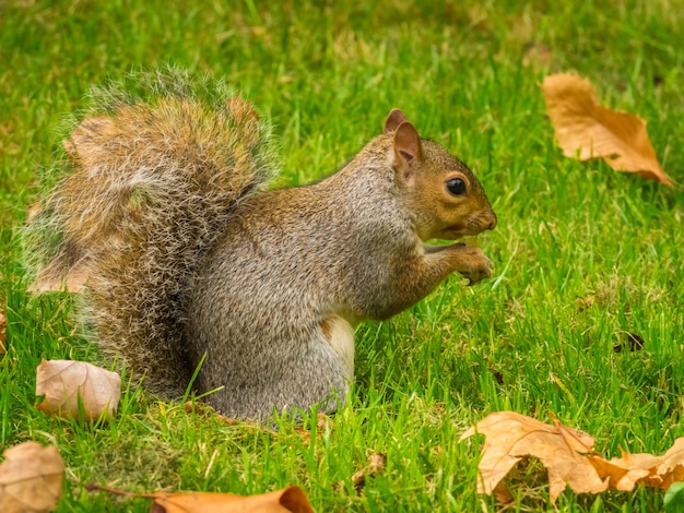 Cute squirrel playing with fallen dry maple leaves in a park during daytime