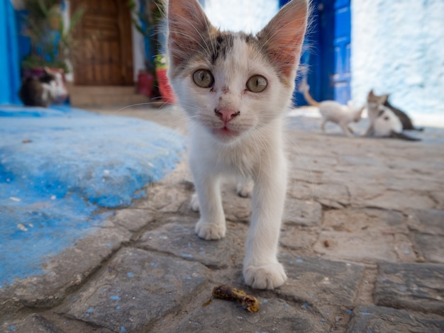 Free photo cute stray cat walking on the streets of rabat, morocco