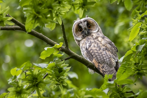 Free photo cute surprised western screech owl perched on a tree branch with green leaves in the forest