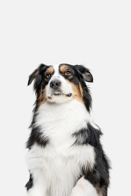 Cute sweet puppy of Australian Shepherd or pet posing isolated on white wall.