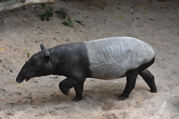 Free photo cute tapir walking with its mouth open