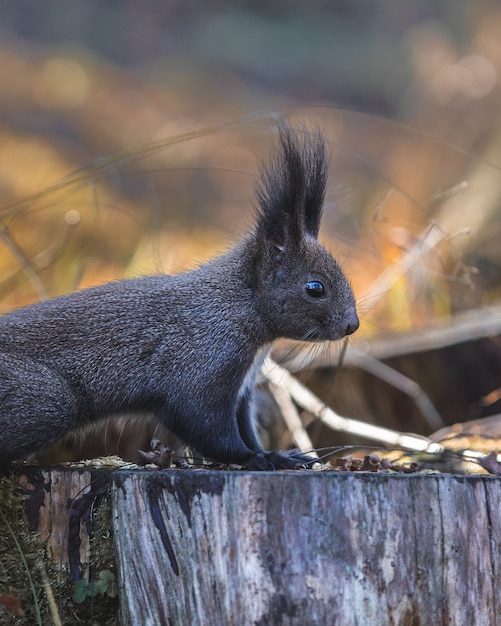 Free Photo cute tassel-eared squirrel at the top of a cut wooden tree