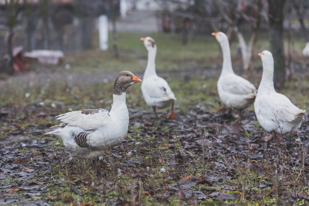 Free Photo cute white birds on yard