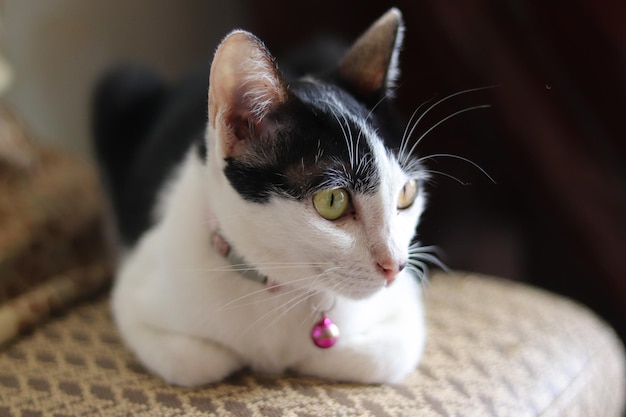 Cute white and black cat with a collar