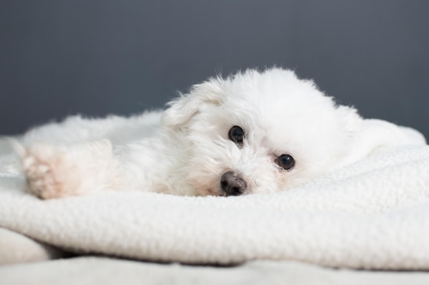 Free photo cute white bolognese puppy laying on cozy blankets and looking at the camera