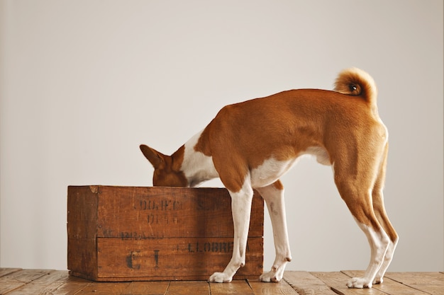 Free Photo cute white and brown basenji dog looking inside an old brown wine box isolated on white