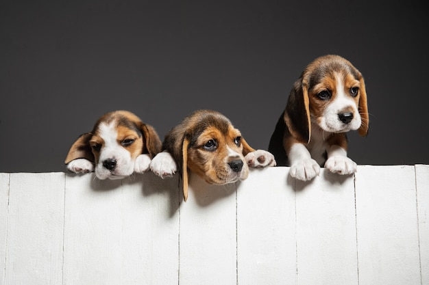 Free photo cute white-brown-black doggies or pets playing on grey background. look attented and playful