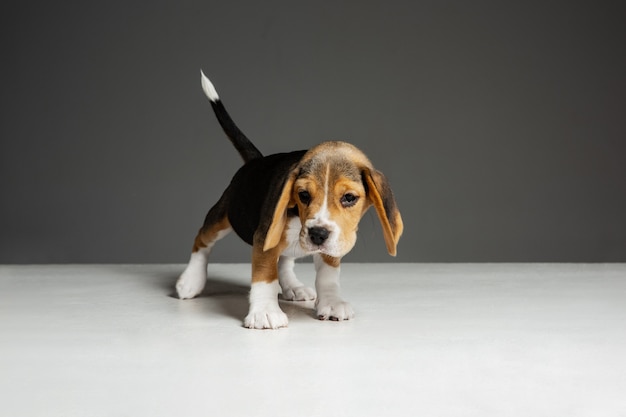 Free photo cute white-brown-black doggy or pet is playing on grey background.