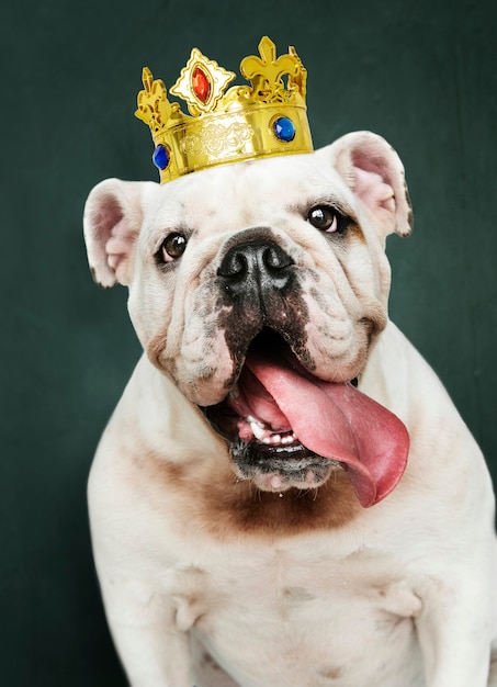 Cute white English Bulldog puppy in a classic red velvet and gold crown