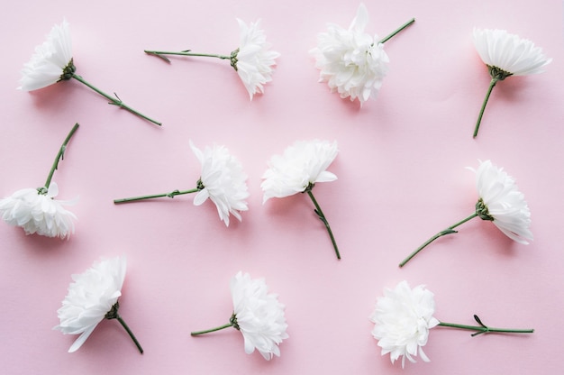 Free photo cute white flowers over a light pink top horizontal view