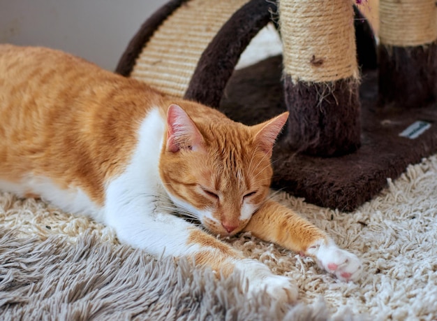 Free Photo cute white and ginger cat sleeping on a rug