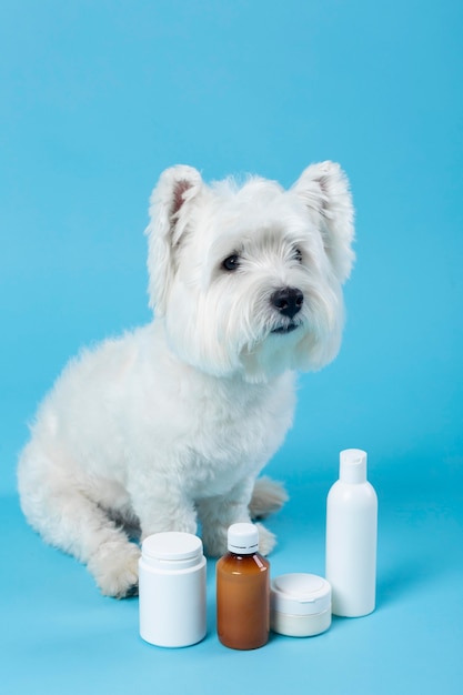 Free Photo cute white little puppy isolated on blue