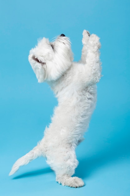 Free Photo cute white little puppy isolated on blue