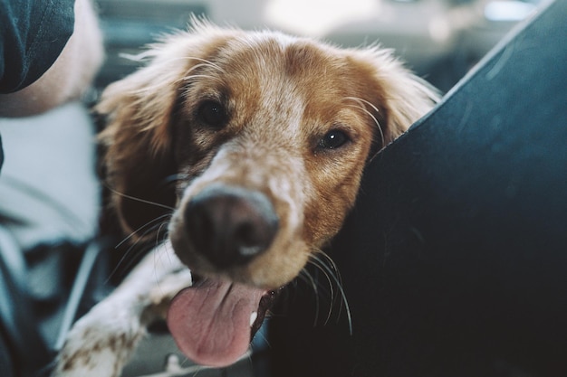 Cute white and red dog sitting in the car