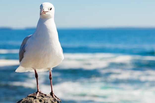 Cute white Seagull in its natural habitat