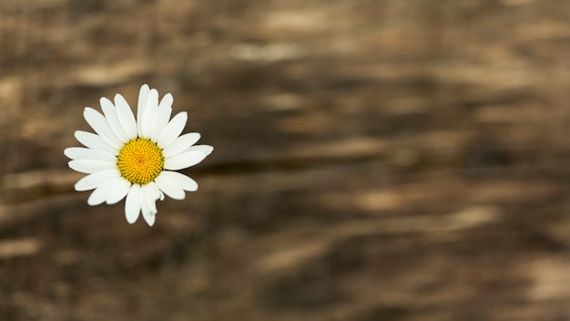 Cute wild flower with copy space