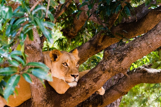 Free photo cute wild lioness on the tree in the forest