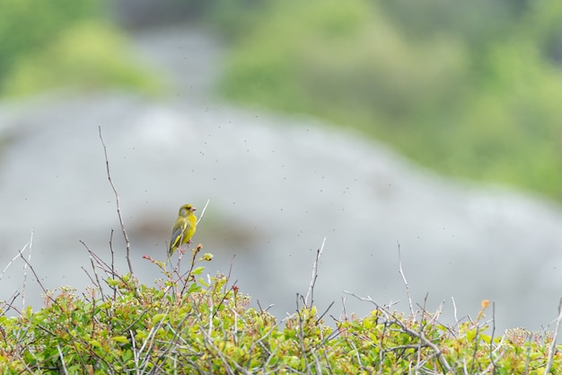 Free Photo cute yellow american goldfinch perched on a branch