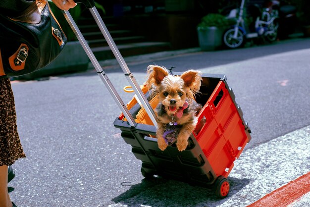 Cute Yorkshire Terrier carried in the plastic basket