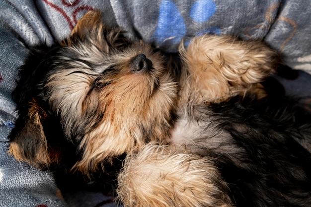 Cute yorkshire terrier puppy sleeping in his bed