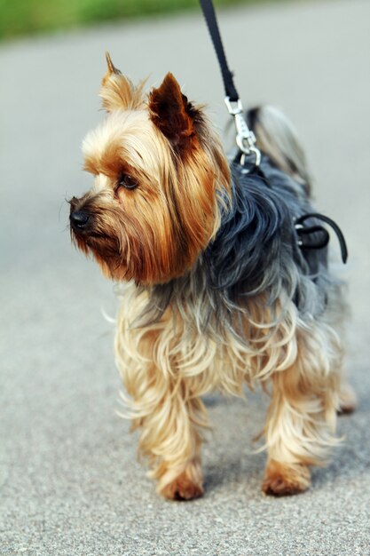 Cute yorkshire terrier