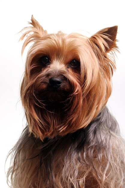 Cute yorkshire terrier