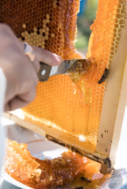 Free photo cutting honey from the bee hive