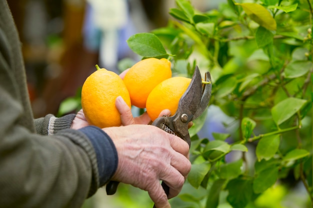 Free photo cutting of yellow lemons.