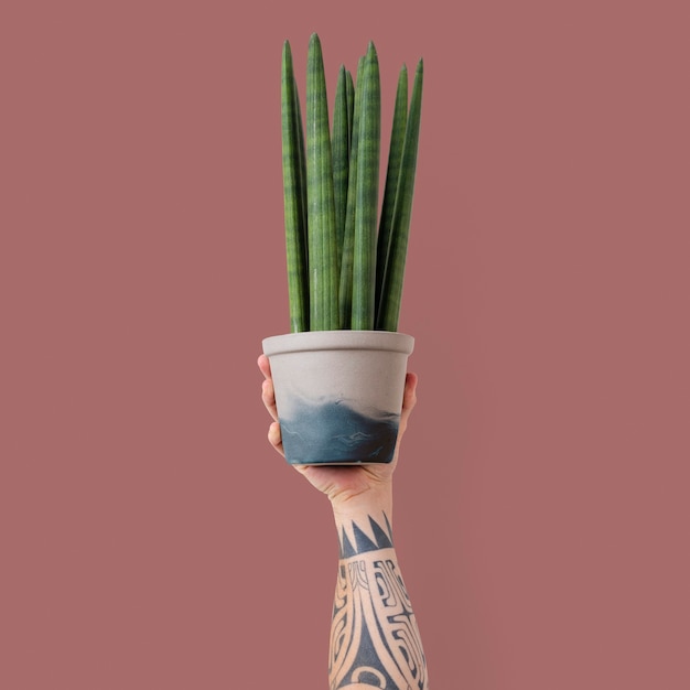 Free Photo cylindrical snake plant houseplant isolated