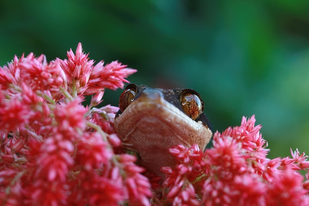 Free Photo cyrtodactylus irianjayaensis closeup face