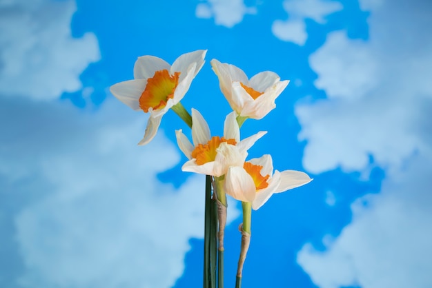 Free photo daffodil flower in the sky