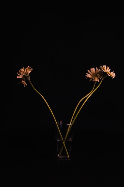 Daisies in cup